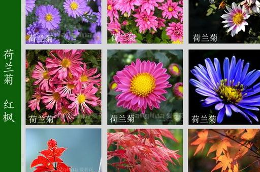 神秘的百花图(百花图的宝藏究竟藏在哪里)