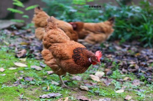 朽木生花是什么生肖(哪个生肖最有韧性)