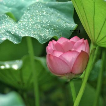 芙蓉映日是什么意思(  跟生肖鸡有什么关系)