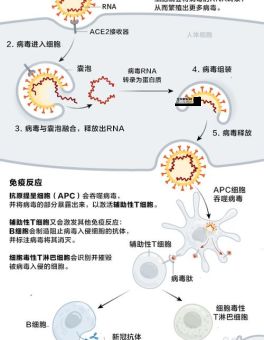 COVID-19是什么意思中文翻译(它们有什么区别)