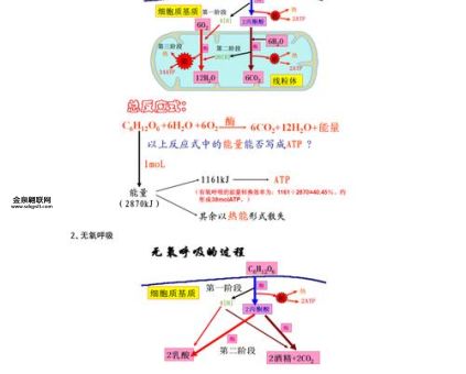 氧的组词是什么(除了氧气还有什么)