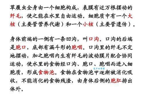 草履虫主要生殖方式是什么？你想知道的都在这！