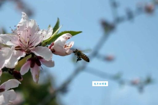 寻花问柳指什么生肖(  哪个生肖最爱沾花惹草)